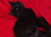 Black boy kitten