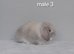 Gorgeous purebred mini lop rabbits
