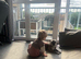 Peach a 5 year old frenchie