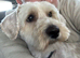 Buddy - 3 years old