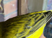 Lovely fife canary