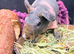 Skinny Pig Girls - Ready Now
