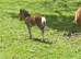 Registered Shallowater Miniature Shetland