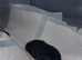 Exceptional Chow Chow Puppies &ndash; Rare & Stunning