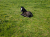 Connemara x Traditional gypsy cob