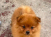Beautiful male toy Pomeranian puppy