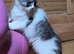Siberian kitten with ancestry, & delivery