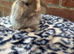 pure bred baby mini lops pedigreed