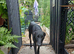 Young whippet to join family home