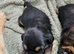 Border terrier puppies