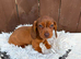 Dachshund puppies only 1 Boy available