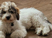 6 Month old Cockapoo