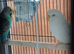 2 budgies
