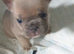 6 frenchies