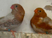 Double and Triple Orange Zebra Finches