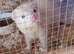 Ferret