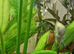 Bulgarian Seal Point Angelfish