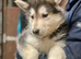 German Shepherd cross Husky Puppies
