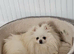 Pomeranian KC Registered Teddy Bear Boys – Cream Sable & Wolf Sable