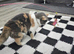 TICA Registered Rare Blue & Cream Tortie/White British Shorthair Girl