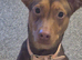 1 year old Ava needs loving home