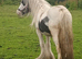 Mini cob gelding