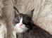 Beautiful Black Smoke Maine Coon Kittens – TICA Registred