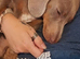 20 weeks old Isabella male dachshund