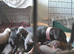 7 Baby Dobie pupps off mixed colours.