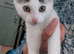 Lovely Kitten MIMI