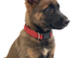 Belgium Shepherd puppy