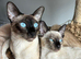 Social & Affectionate Siamese Kittens