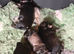 4 beautiful mini schnauzer pups