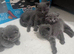 Beautiful Scottish fold kittens