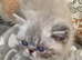 GCCF Registered Colour Point Kittens