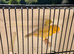 Nice pair canary for sale