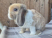 Mini lop babies ready now