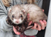 Female ferret
