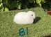 Pure bred mini lops .5 girls 3 boys .
