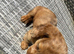 KC REG Long Haired Miniature Dachshunds