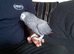 African grey parrot tame brilliant talker