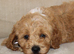 American Cockapoo puppies