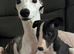 Beautiful Black & White Whippet Puppy – Last Little Boy Available