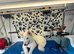 White German Shepherd Dog at Stud - FREE until Proven