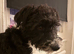 Jackapoo 2 yrs old