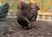 Chocolate & chocolate mottled Orpington pair.