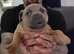 Staffordshire puppies