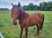 Part bred appaloosa 3 year old gelding 15.3hh