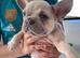 French bulldog pups (kc reg )