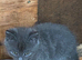 Farm reared kittens ready now
